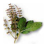 KAPHRAO (Holy Basil)